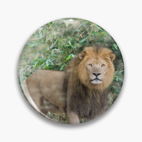 Item preview, Male lion designed and sold by Photopat.
