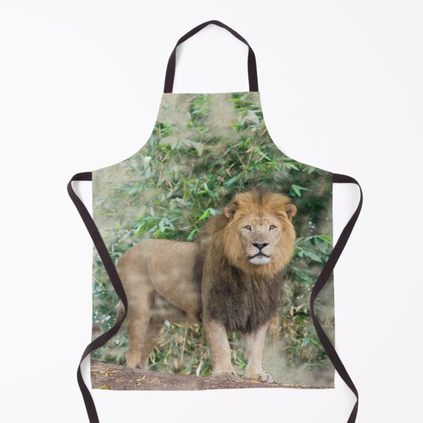 Item preview, Male lion designed and sold by Photopat.