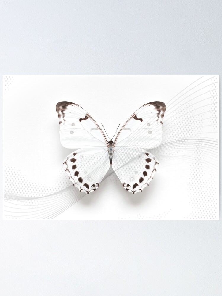 White Morpho Butterfly Swirl Poster for Sale by Alyson Fennell