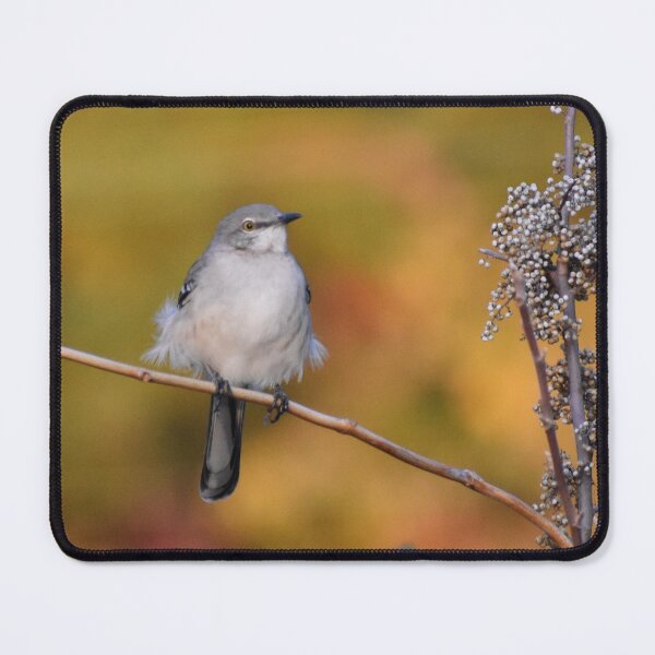 Item preview, Mockingbird perched designed and sold by Tonia Delozier's Photography .