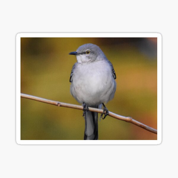 Item preview, Mockingbird perched 2 designed and sold by Tonia Delozier's Photography .