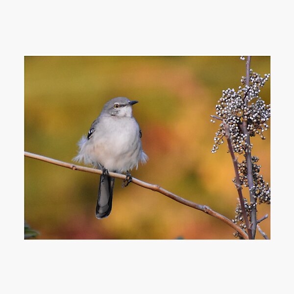 Item preview, Mockingbird perched designed and sold by Tonia Delozier's Photography .