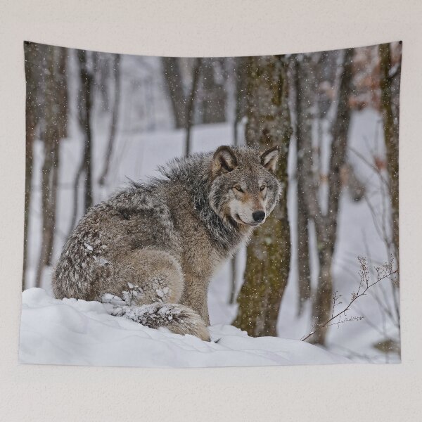 Item preview, Timber Wolf In Snow designed and sold by Michael Cummings.