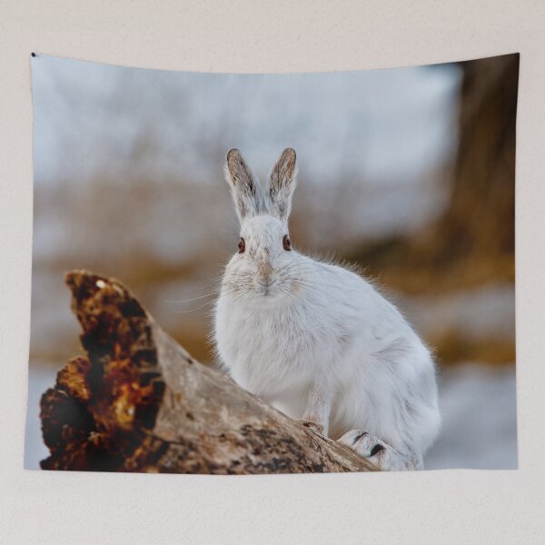 Item preview, Snow Shoe Hare On Log designed and sold by Michael Cummings.