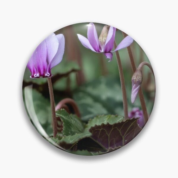Item preview, Cyclamen hederifolium (ivy-leaved cyclamen) designed and sold by Graham Prentice.