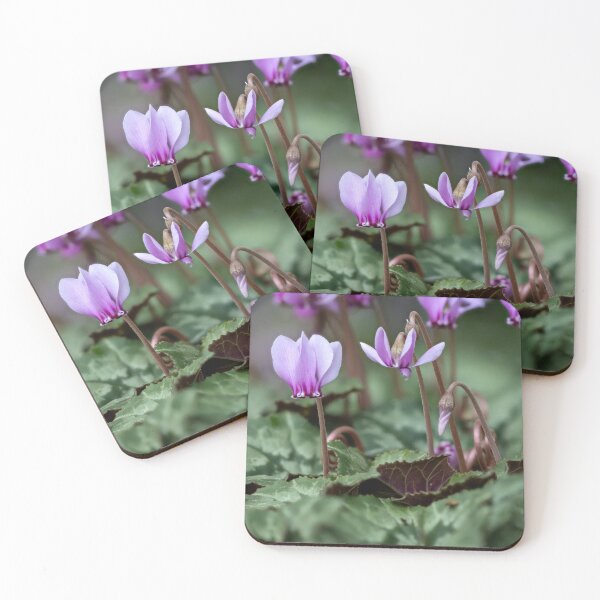 Item preview, Cyclamen hederifolium (ivy-leaved cyclamen) designed and sold by Graham Prentice.