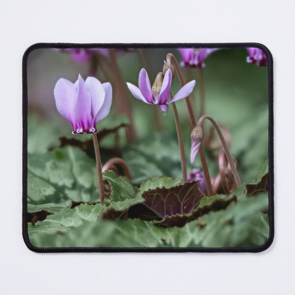 Item preview, Cyclamen hederifolium (ivy-leaved cyclamen) designed and sold by Graham Prentice.