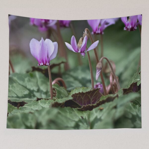 Item preview, Cyclamen hederifolium (ivy-leaved cyclamen) designed and sold by Graham Prentice.