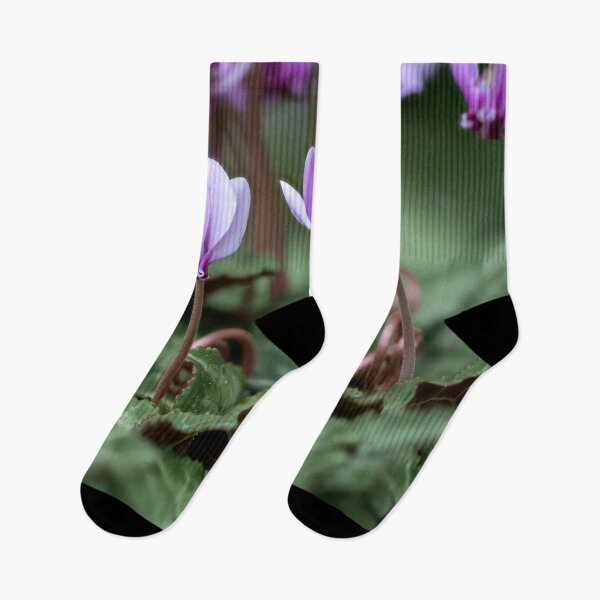 Item preview, Cyclamen hederifolium (ivy-leaved cyclamen) designed and sold by Graham Prentice.