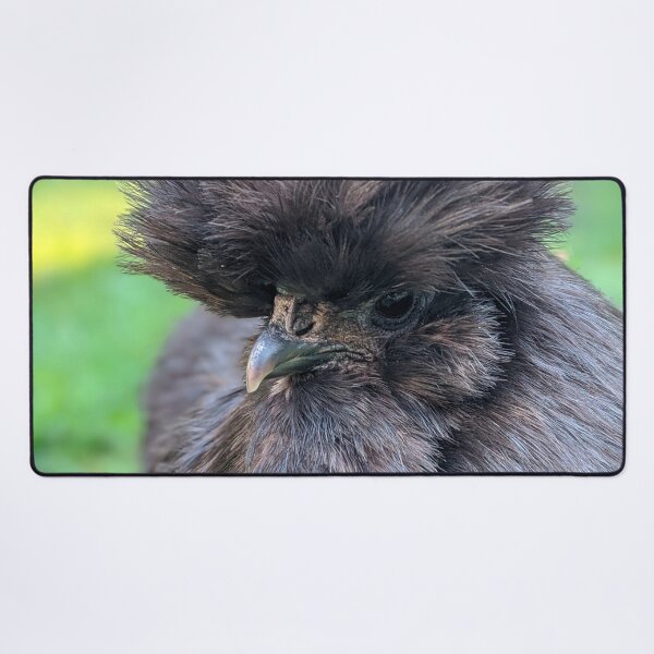 Item preview, Black Silkie Chicken, Cute Silkie Close Up designed and sold by PrettyLittlePic.