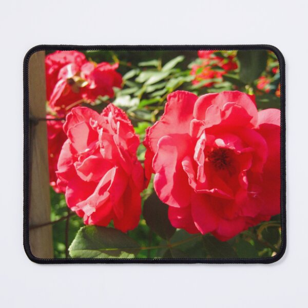 Item preview, Two Large Red Roses with Wooden Post and a Rusted Wire Fence designed and sold by PrettyLittlePic.
