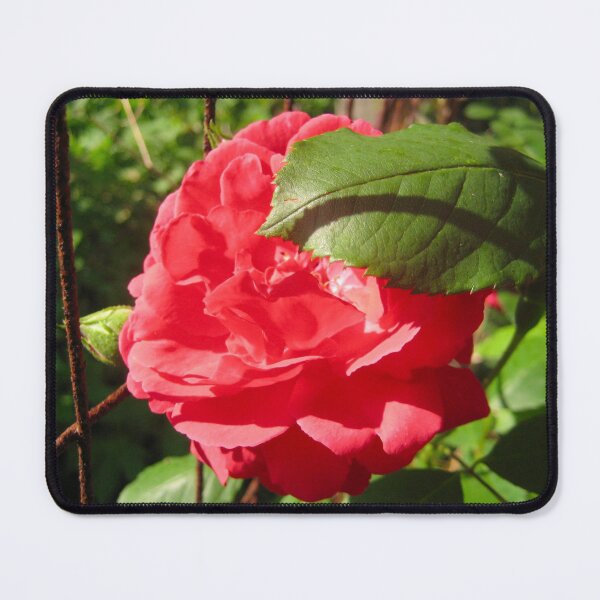 Item preview, A Single Large Red Rose with a Rusted Wire Fence Trellis  designed and sold by PrettyLittlePic.