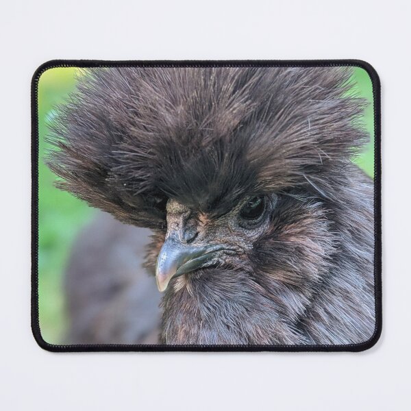 Item preview, Adorable Silkie Chicken, Cute Black Silkies Close Up designed and sold by PrettyLittlePic.
