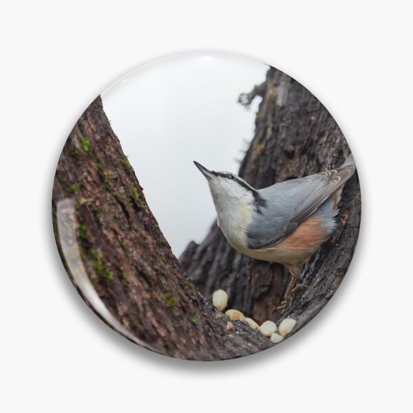 Item preview, Where did that come from. Eurasian nuthatch designed and sold by Jouko Lehto Photography.