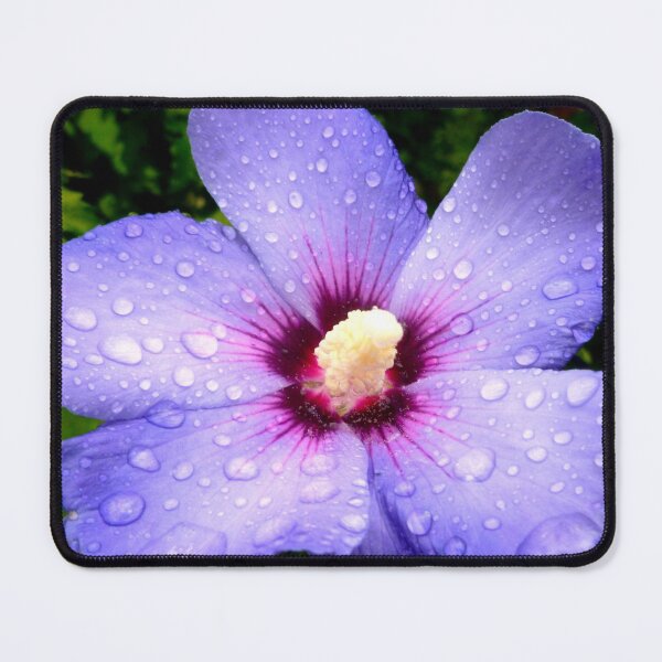 Item preview, Hibiscus Syriacus ~ Rose of Sharon  designed and sold by angel1.