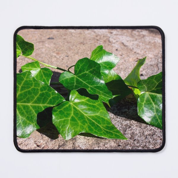 Item preview, Green Ivy on a Concrete Background designed and sold by PrettyLittlePic.