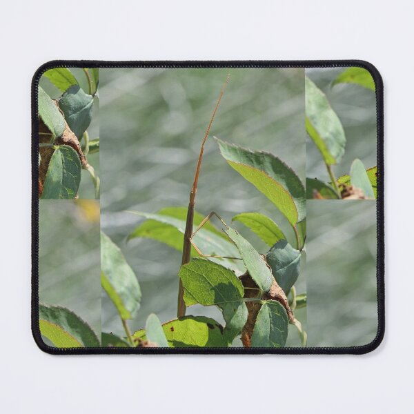 Item preview, r957 / New Finition 2021 " Le Légendaire Phasme du Jardin " (h)  Olavia-Olao Okaio Créations designed and sold by o.okaïo.