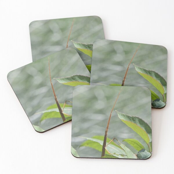 Item preview, r957 / New Finition 2021 " Le Légendaire Phasme du Jardin " (h)  Olavia-Olao Okaio Créations designed and sold by o.okaïo.