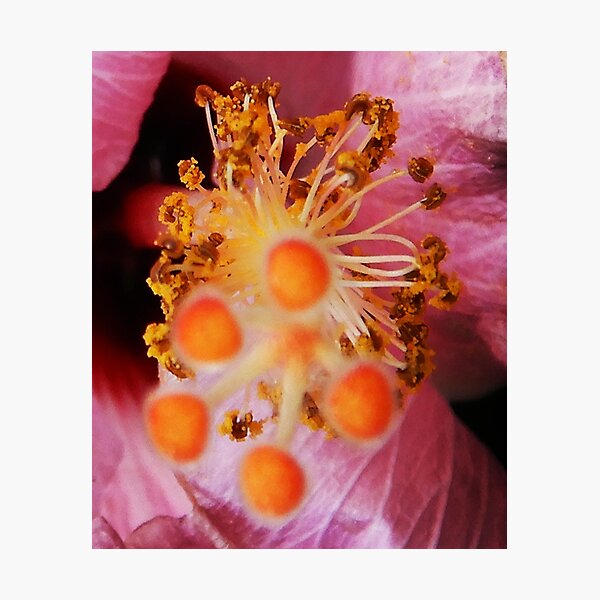 Up Close And Personal With Your Hibiscus Pistil 11/06/2021 Photographic Print