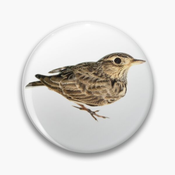 Item preview, Bimaculate Lark birds designed and sold by mariedesigner.