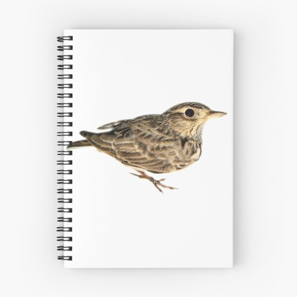 Item preview, Bimaculate Lark birds designed and sold by mariedesigner.