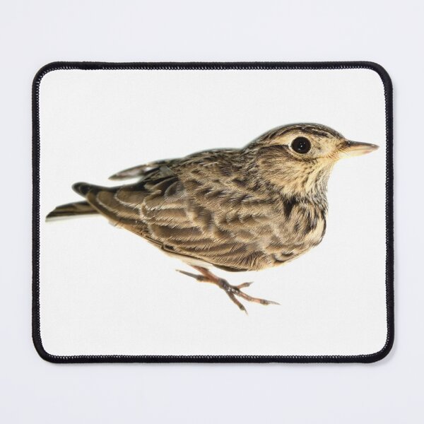 Item preview, Bimaculate Lark birds designed and sold by mariedesigner.
