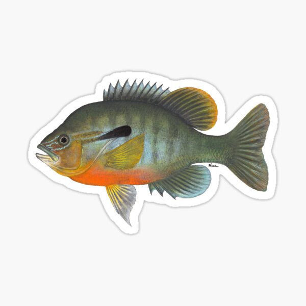 Bream Stickers for Sale, Free US Shipping