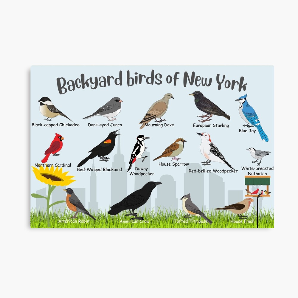 North American Birds Chickadee Cardinal Robin Blue Jay 