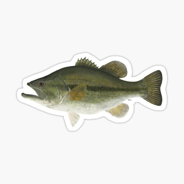 Bass Fishing 'Til Death Do Us Part - Largemouth Bass Fishing Humor Fishing  Enthusiasts Sticker for Sale by thecatcouch