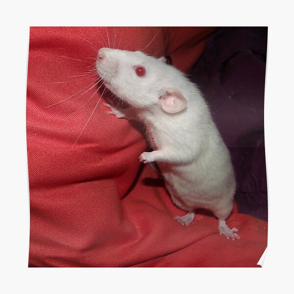 white dumbo rat