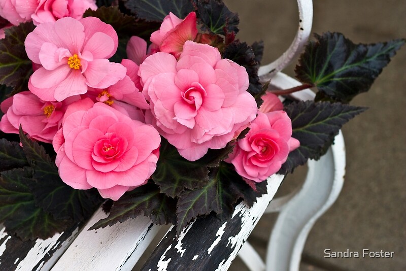 "Last Of Summer Begonias On Bench " by Sandra Foster Redbubble
