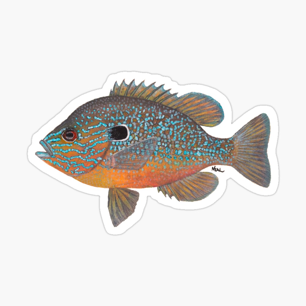 Longear Sunfish (Lepomis megalotis) Poster for Sale by LeakyCanoeArt