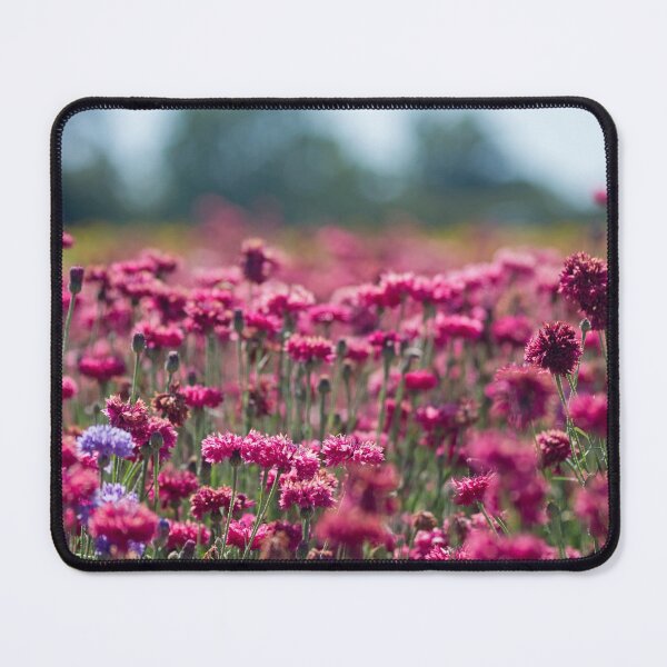 Item preview, Cornflowers designed and sold by tristanmillward.