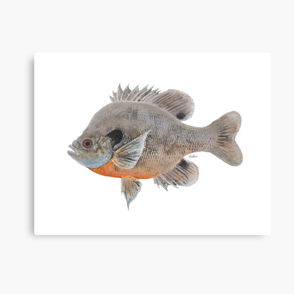 Bluegill Fish Print Set, Set of 4, Bream Fish Wall Art Carp