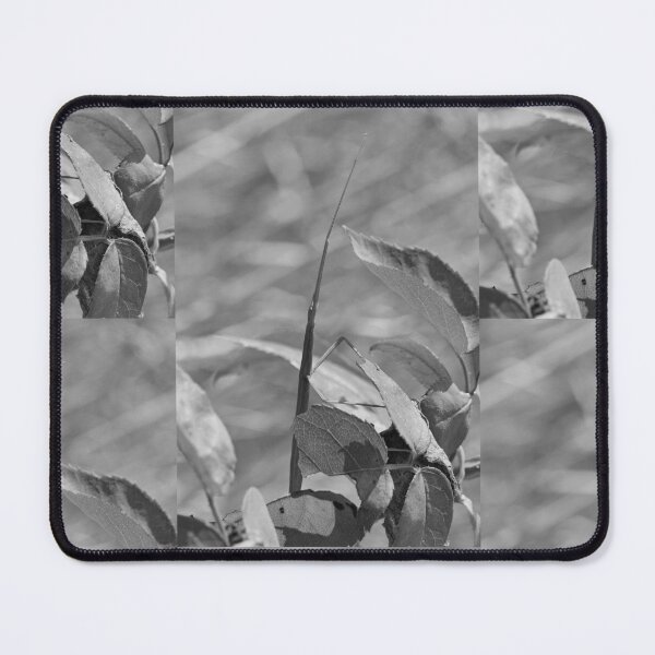 Item preview, r956 / New Finition 2021 " Le Légendaire Phasme du Jardin " (h)  Olavia-Olao Okaio Créations designed and sold by o.okaïo.
