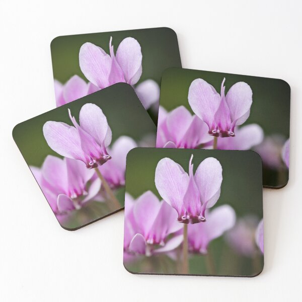 Item preview, cyclamen hederifolium, ivy-leaved cyclamen designed and sold by Graham Prentice.
