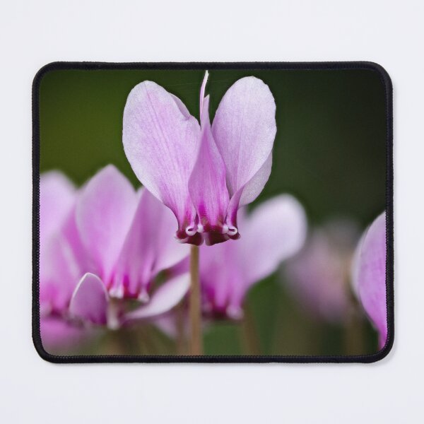 Item preview, cyclamen hederifolium, ivy-leaved cyclamen designed and sold by Graham Prentice.