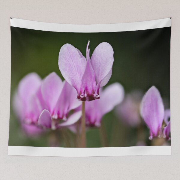 Item preview, cyclamen hederifolium, ivy-leaved cyclamen designed and sold by Graham Prentice.