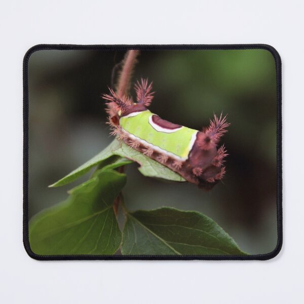 Item preview, Saddleback  designed and sold by cmariek.