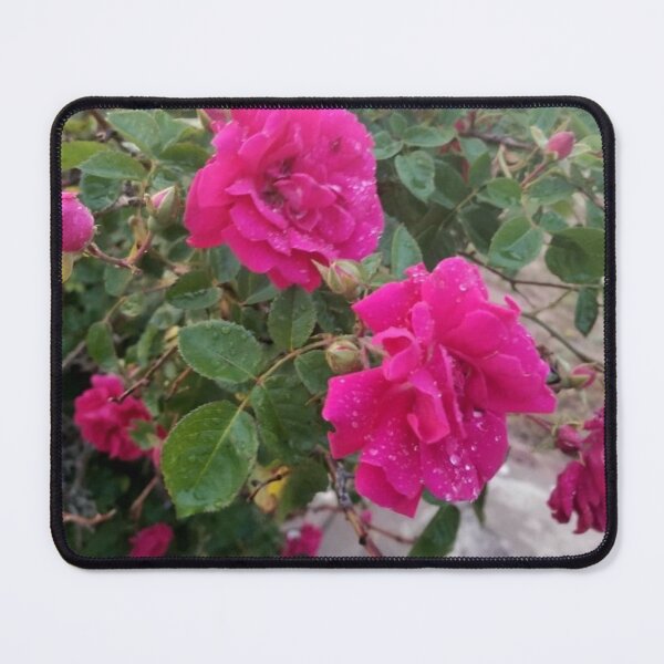 Item preview, Dewdrops on Roses designed and sold by FunSizeMojo.