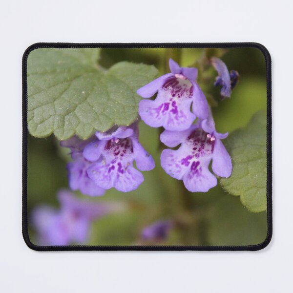 Item preview, Ground Ivy  designed and sold by cmariek.