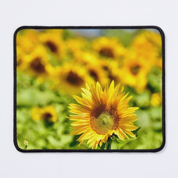 Item preview, Sunflower fields designed and sold by ArtbyBodge.