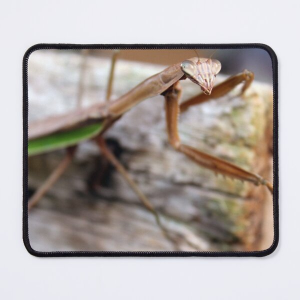 Item preview, Stare Down  designed and sold by cmariek.