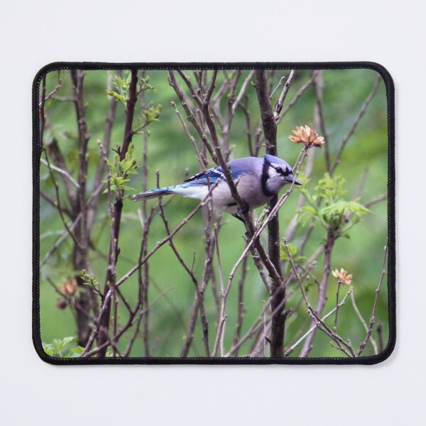 Item preview, Bluejay  designed and sold by cmariek.