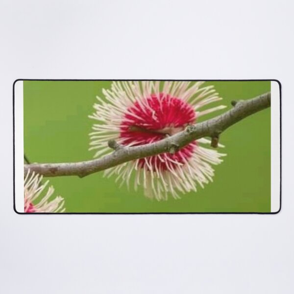Item preview, Pincushion Hakea designed and sold by ritusdesigns.