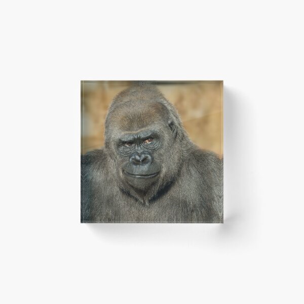 Item preview, Gorilla Mothers Famous Disapproving Look designed and sold by rawshutterbug.