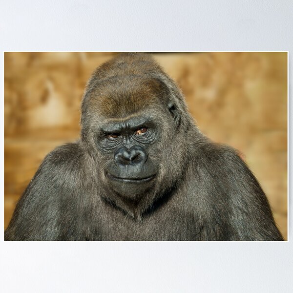 Item preview, Gorilla Mothers Famous Disapproving Look designed and sold by rawshutterbug.