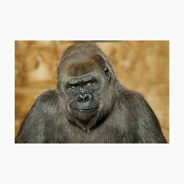 Item preview, Gorilla Mothers Famous Disapproving Look designed and sold by rawshutterbug.