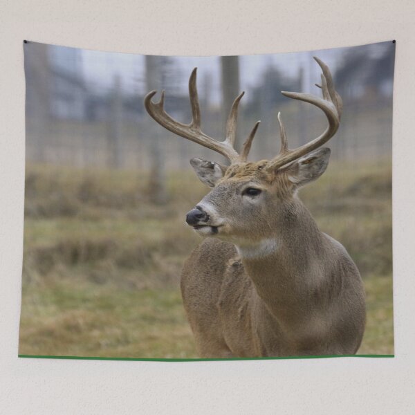 Item preview, Scottish Wildlife Deer, Red Deer Stag designed and sold by DiensDesign.