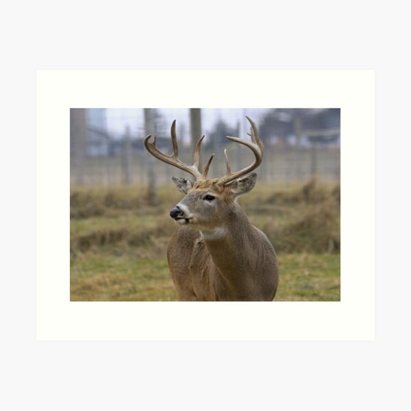 game birds farm animals wildlife animals print from my original pastel painting Red Deer Stag deer woodland British wildlife